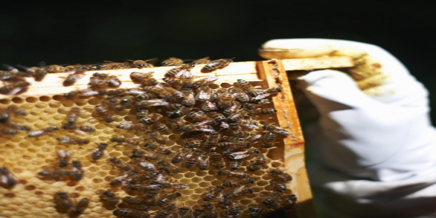 Анджелина Джоли стала «крёстной матерью» пасечниц